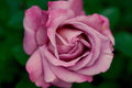 Eau Florale de Rosa Damascena