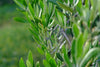 Huile d'Olive Extra Vierge Pure